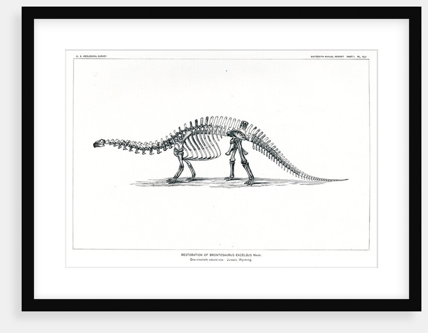 ‘Brontosaurus excelsius’ by Unknown